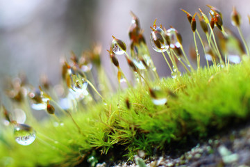 Macro Water Droplets