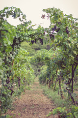 Fototapeta na wymiar rows in grape plants in the vineyard