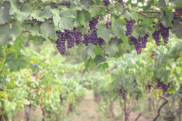 rows in grape plants in the vineyard