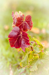 colorful red leaves of grape plants background