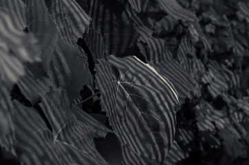 abstract contrasted pattern on green leaves