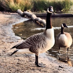 A picture of a Canada Goose