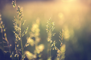 Wild grass in a forest at sunset. Macro image, shallow depth of field. Vintage filter. Abstract...