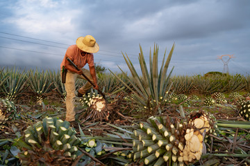 El campesino jimador está trabajando muy fuerte con una planta de agave.