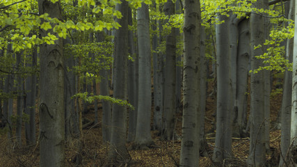 Bukowy las Beskidu Małego  - obrazy, fototapety, plakaty