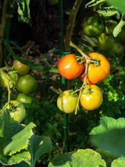Planta de la tomatera con frutos ya maduros y otros todavia verdes