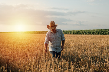 middle aged man on wheat field outdoor - Powered by Adobe