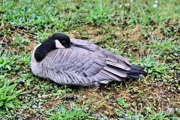 A view of a Canada Goose