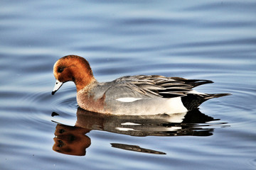 A view of a Canvasback Duck on the water