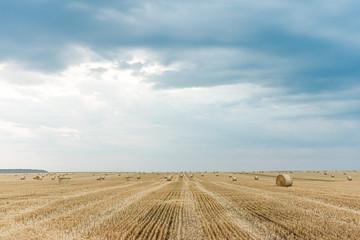 Fototapeta premium Field with straw bales. Beautiful summer rural landscape photographed in Ukraine.