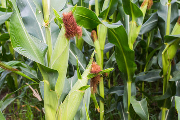 Obraz premium corn on corn field outdoor daytime