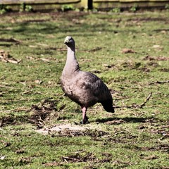 A view of a Cape Barren Goose