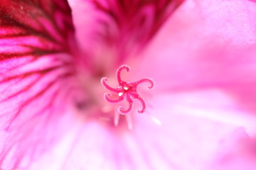 Water drop on flower pestle close up