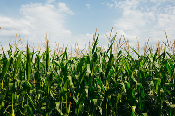 corn on corn field outdoor daytime