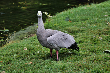 A view of a Cape Barren Goose