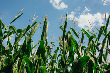 Obraz premium corn on corn field outdoor daytime