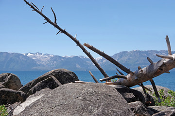 Rocks and dead tree at the shore of lake Tahoe on a summer day with mountains in the background