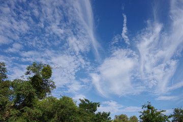 Obraz premium Low angle view of trees and vivid sky with clouds on a summer day