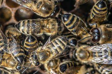 closeup macro of bees on wax frame honeycomb in apiary Honey bee hive with selective focus