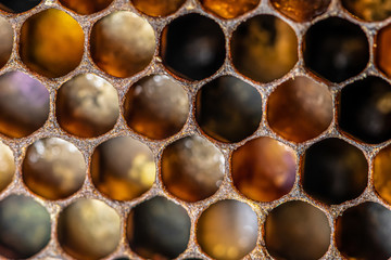 macro Honey bee beehive wax frame filled with pollen flower powder food closeup