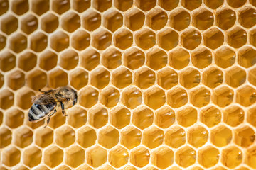 closeup macro of bees on wax frame honeycomb in apiary Honey bee hive with selective focus