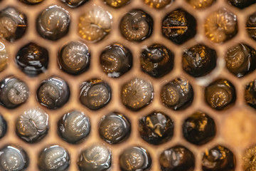 Honey bee beehive Wax Frame with bees breed, eggs and worms next generation