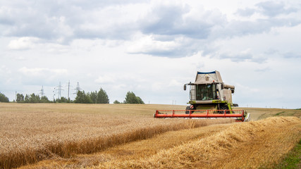 Fototapeta na wymiar Combine harvester harvests ripe wheat in field, against backdrop of trees and blue sky with clouds. Collecting seeds of cereals with special equipment on farm. Harvester cutting spikelets for flour