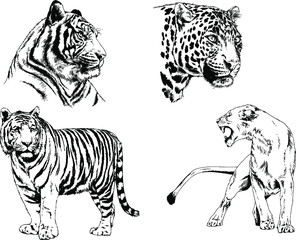 vector drawings sketches different predator , tigers lions cheetahs and leopards are drawn in ink by hand , objects with no background