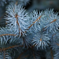 Naklejka na ściany i meble Blue Spruce Branches