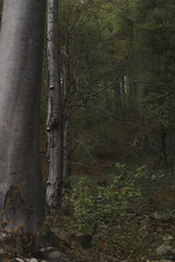 Bukowy las Beskidu Małego