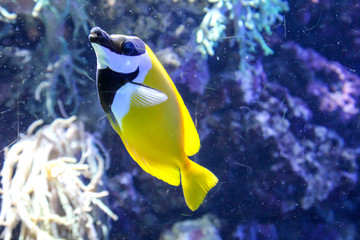 Nahaufnahme von tropischen Fischen in einem Riff.