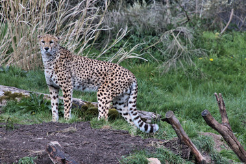 Naklejka na ściany i meble A view of a Cheetah