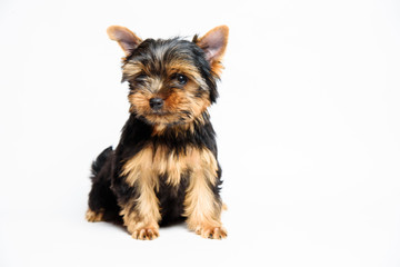 Dog Yorkshire terrier little puppy looking in to camera