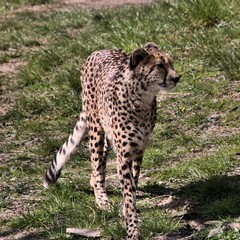 A view of a Cheetah