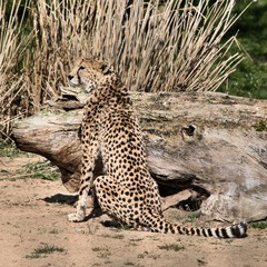 A view of a Cheetah