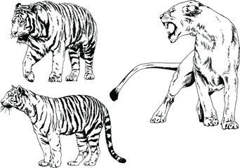 vector drawings sketches different predator , tigers lions cheetahs and leopards are drawn in ink by hand , objects with no background