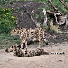 Fototapeta na wymiar A view of a Cheetah