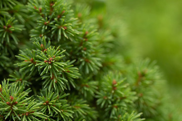 close up of pine needles