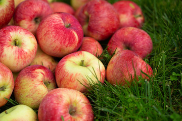 red apples on a green grass