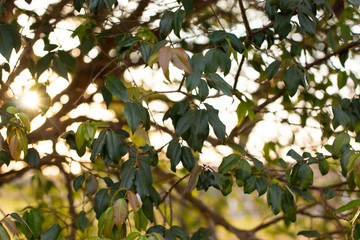 folhas verdes na árvore