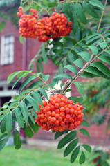 Autumn rowan berries on a branch against the background of the circular barracks of the Brest Fortress.