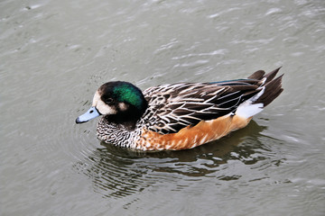 Chiloe widgeon duck on the lake