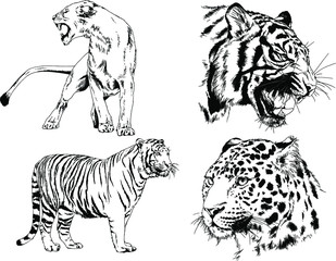 vector drawings sketches different predator , tigers lions cheetahs and leopards are drawn in ink by hand , objects with no background