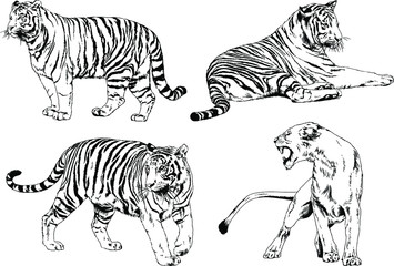 vector drawings sketches different predator , tigers lions cheetahs and leopards are drawn in ink by hand , objects with no background