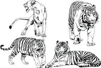 vector drawings sketches different predator , tigers lions cheetahs and leopards are drawn in ink by hand , objects with no background