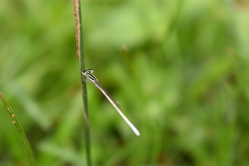 green grass with dew