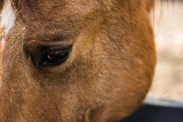 horse eye closeup