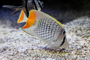 Nahaufnahme von tropischen Fischen in einem Riff.