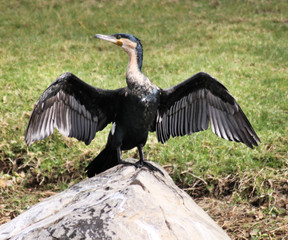 A view of a Cormorant