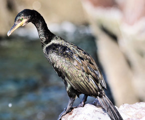 A view of a Cormorant